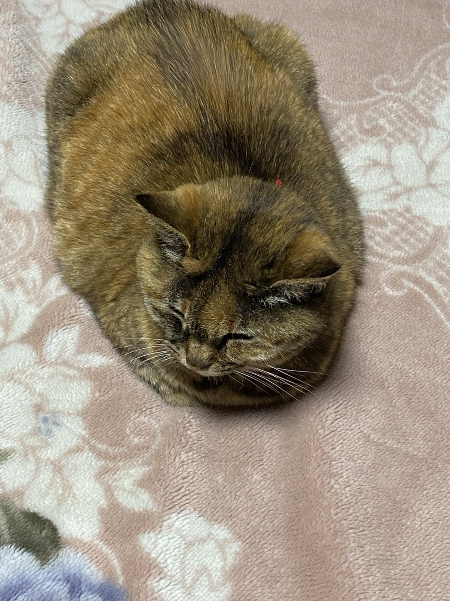ねこ先輩 on X: 