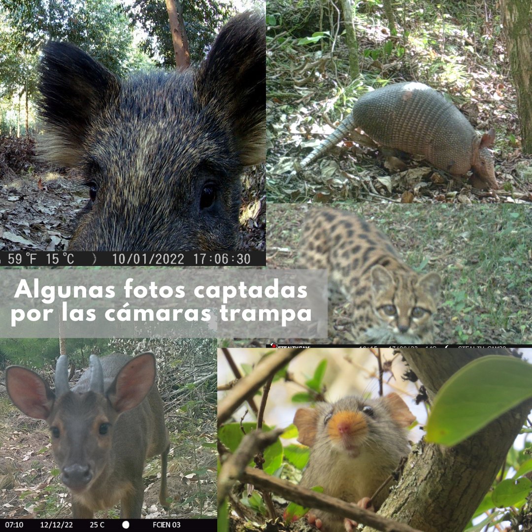 GUARDIANA DEL BOSQUE
Con cámaras trampa y mucha paciencia, la bióloga Alexandra Cravino estudia hace más de una década cómo conviven algunos mamíferos (como zorros, mulitas y guazubirás) con las plantaciones forestales en Uruguay.

Leé la nota completa⬇️
shorturl.at/LZNRJ