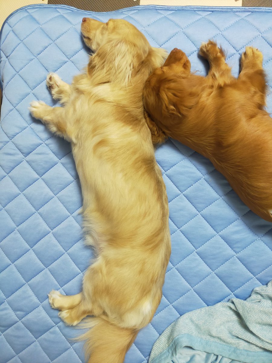 ながーーーーーいぬ。