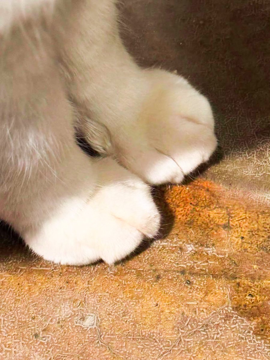 grabbed a few drinks to unwind but it has only made me miss my baby even more. so here's me and this cat i paid to spend time with me (if you know my 3 cats, pls don't let them know about my secret cat rendezvous)