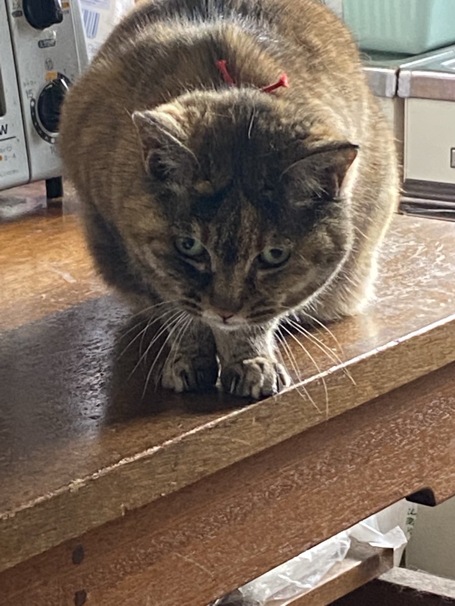 ねこ先輩 on X: 