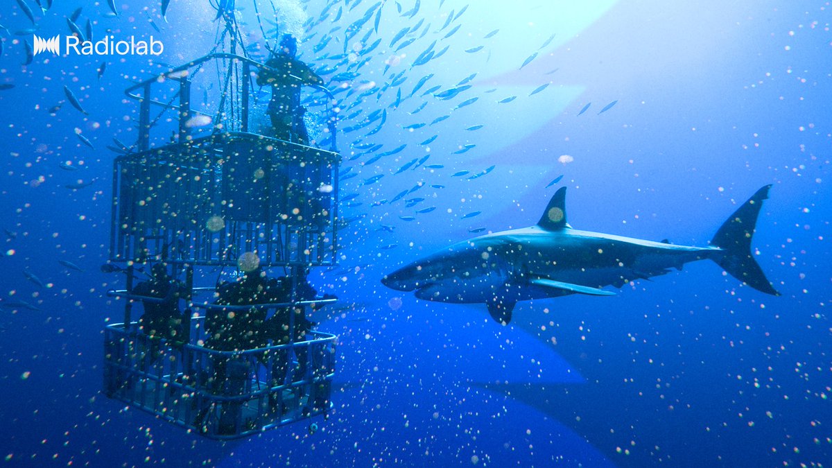 Radiolab's tweet image. What does a shark have to do with Saturn? Find out in the second episode of our Swimming with Shadows series: lnk.to/radiolab!x