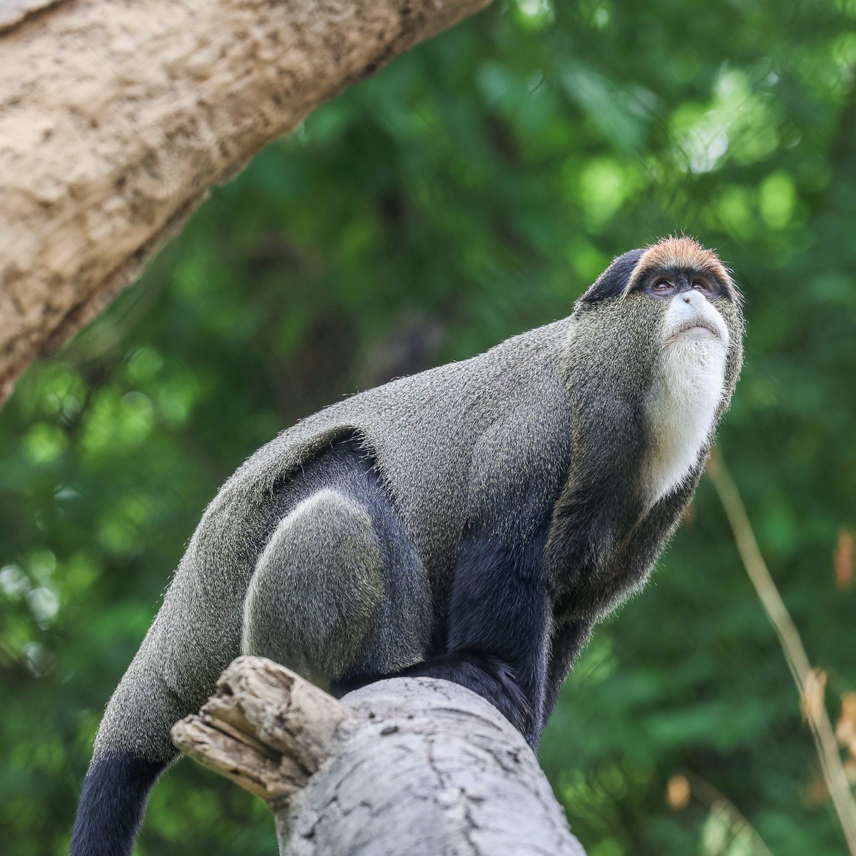 Meet the crowned primates! 👑 De Brazza’s monkeys Fred &amp; Charlie debut when Leopard Forest opens THIS Friday! Native to Africa, these elusive monkeys rock orange crowns &amp; white beards. 🐵

We’re introducing a new species each day this week, so check back tomorrow!
