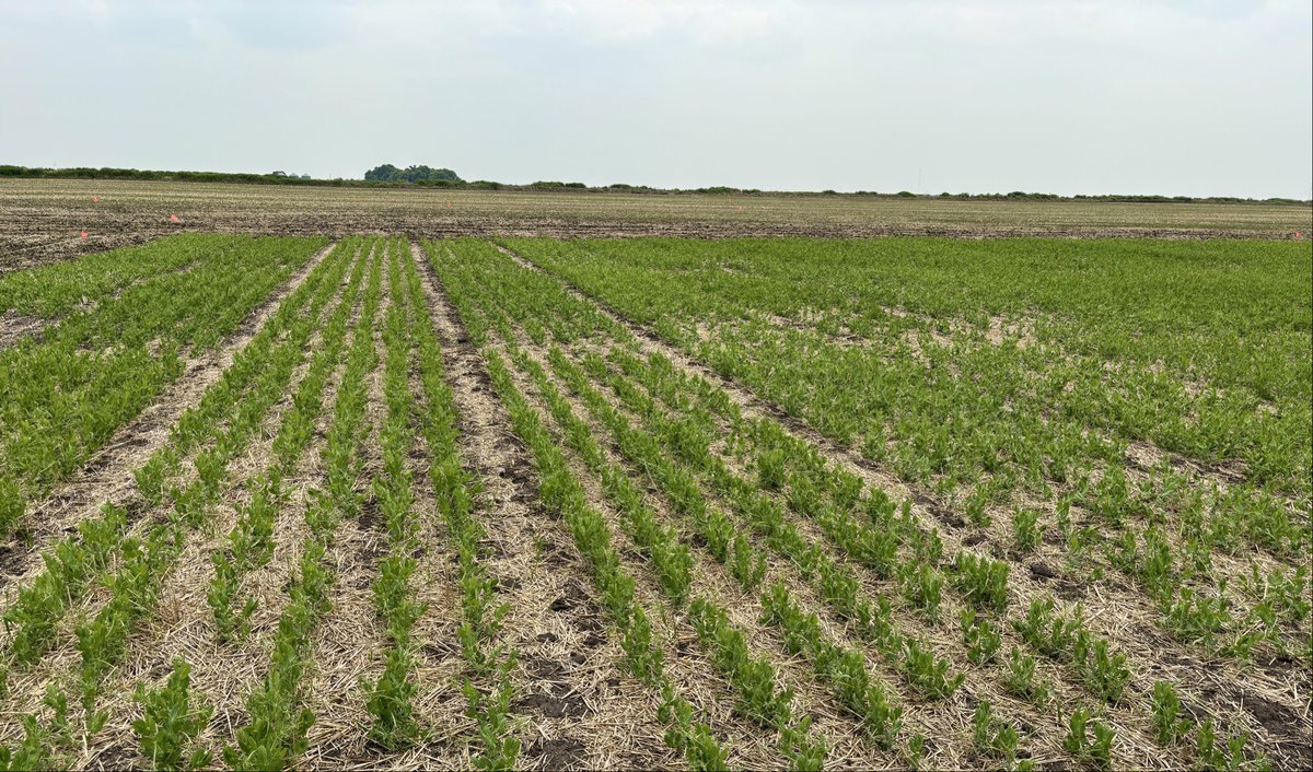 Souris Regional Variety Trial check-in ✅
Narrow-row dry beans, conventional &amp; herbicide-tolerant soybeans, MCVET field peas, and new this year—faba beans—are progressing well. Strong establishment across the board! 🌱
#AgResearch #CropTrials #VarietyGuide
