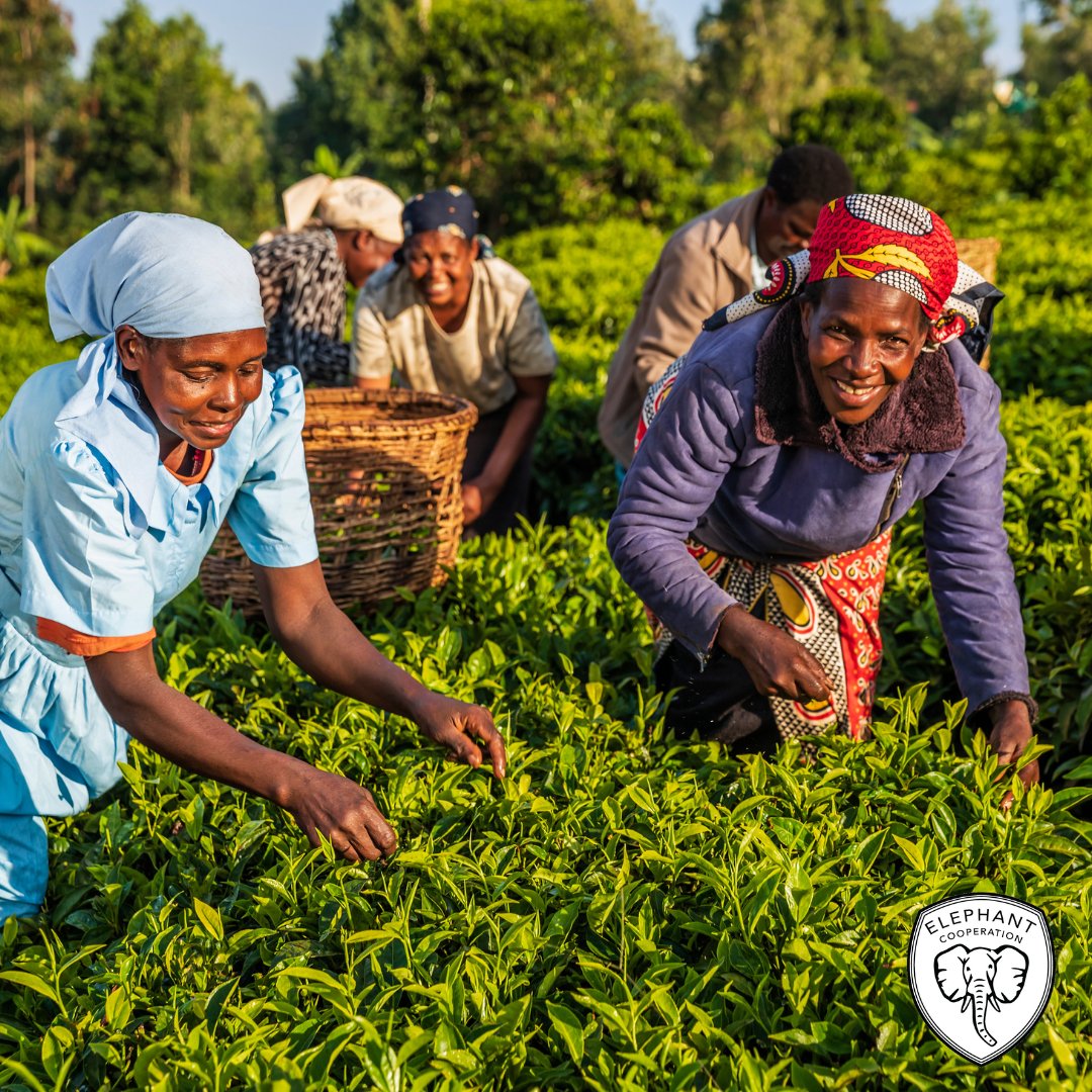 ElephantCoop's tweet image. 💪 We invest in women—not just because it’s right, but because it works.
Women-led conservation is resilient and rooted in the community.
When women thrive, ecosystems do too. 🌿
#CooperateToCoexist #Elephants #WomenEmpowerment #SustainableChange #CommunityLeadership