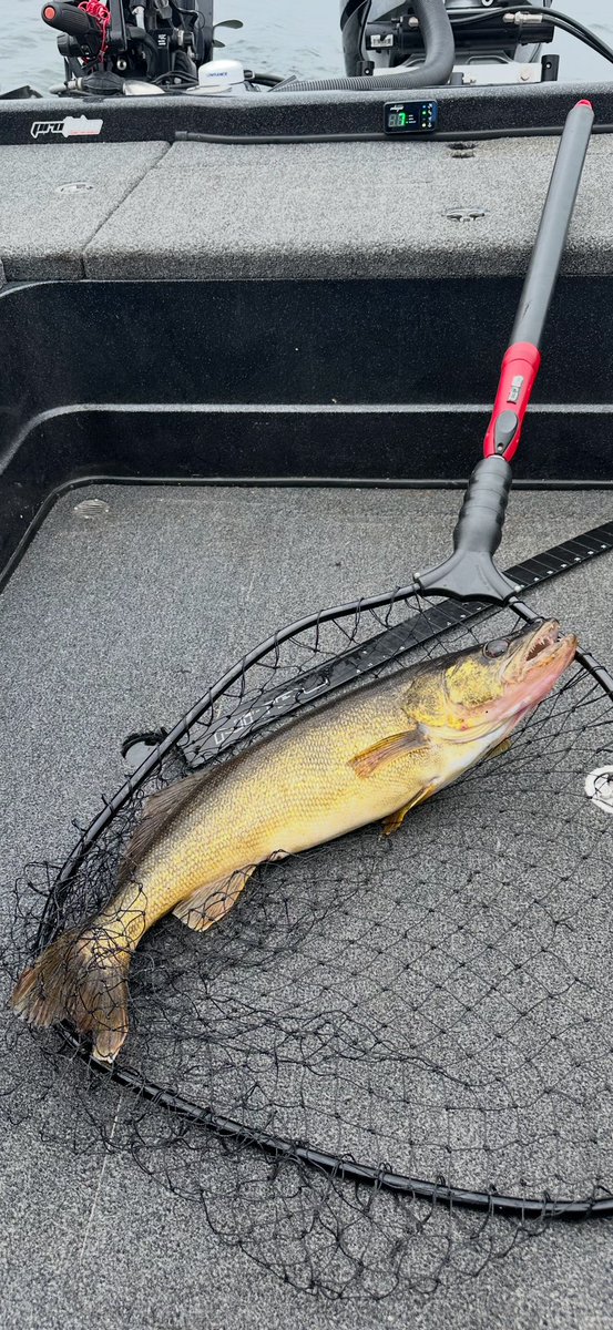 kkwalleye's tweet image. 58 degree water on Green Bay is cold for mid-June… Still managed to fool a few nice ones with my son Mike👍

#MercuryPartner #BerkleyFishing #Blackfishgear #CiscoFishingSystems #Cabelas #PowerPole #EgoFishing #walleye #walleyefishing #fishing #outdoors #Marinette #wisconsin