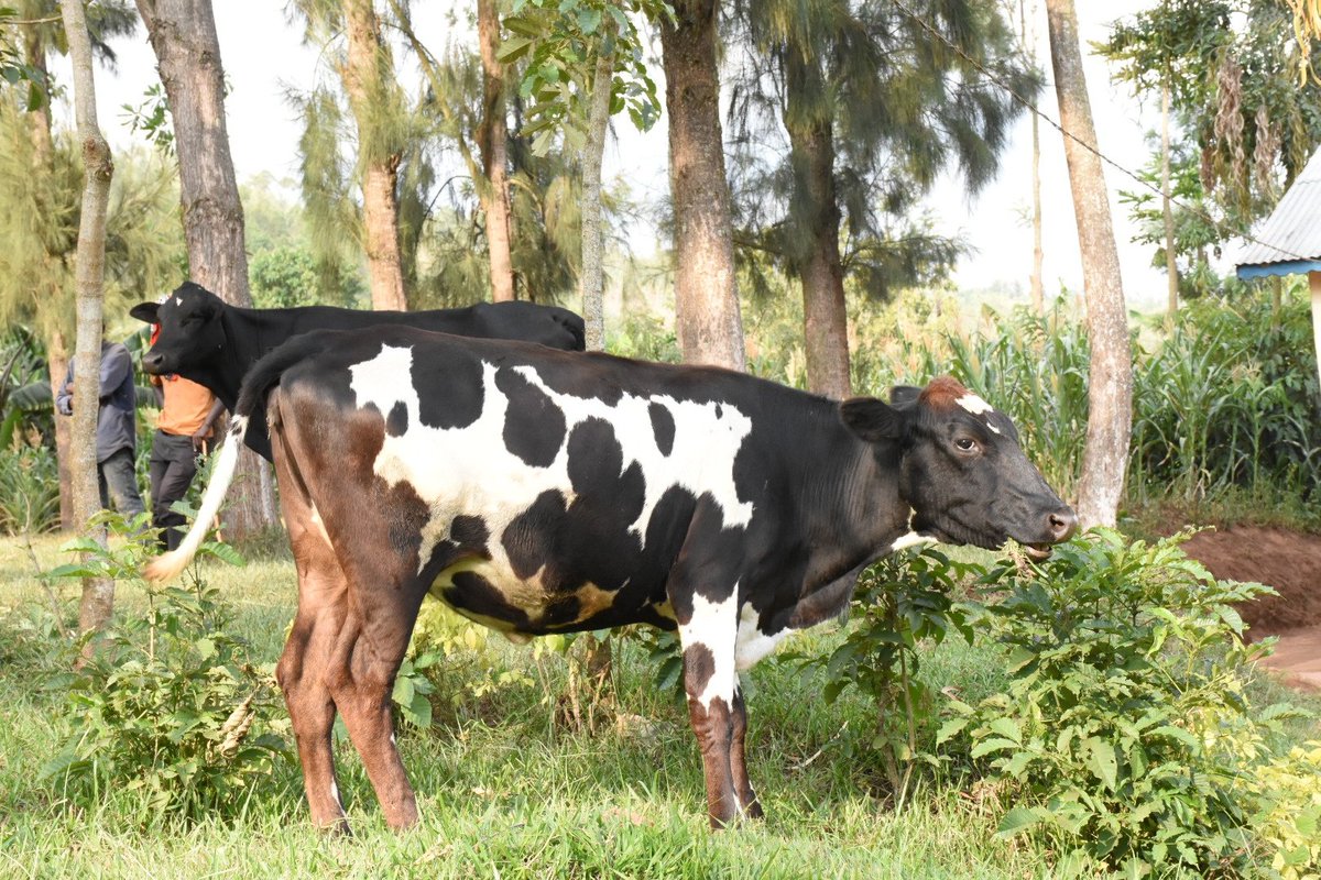 Umuyobozi w'Akarere yifatanyije n'abagize ihuriro rya <a href="/PSF_Rwanda/">PSF Rwanda</a>  mu gikorwa cyo koroza inka 14 ku miryango yarokotse Jenoside yakorewe Abatutsi itishoboye; ni igikorwa cyabereye muri zone 4 zigize Akarere. <a href="/RwandaLocalGov/">Ministry of Local Government | Rwanda</a> <a href="/RwandaAgri/">Ministry of Agriculture & Animal Resources |Rwanda</a> <a href="/Unity_MemoryRw/">Ministry of National Unity and Civic Engagement</a> <a href="/RwandaEast/">𝐄𝐚𝐬𝐭𝐞𝐫𝐧 𝐏𝐫𝐨𝐯𝐢𝐧𝐜𝐞 | 𝐑𝐰𝐚𝐧𝐝𝐚</a>