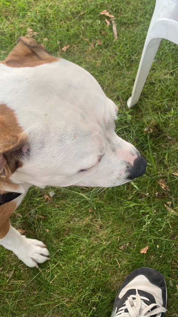 Rocky wurde heute zwei Jahre alt sagt alles gut