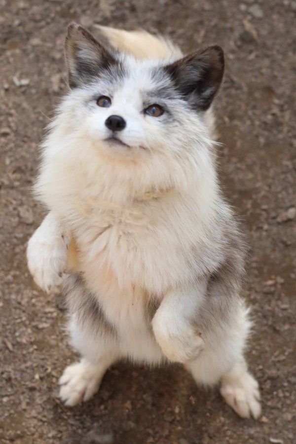 🍁 𝓣𝓱𝓮 𝓕𝓸𝔁 𝓛𝓲𝓯𝓮 🌾🦊 (@thefoxlife) on Twitter photo 