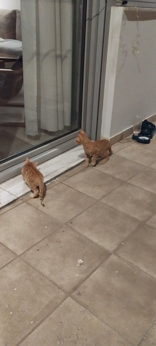 SoS! Ακυρώθηκε η υιοθεσία των 2 από τα 4 γατιά που φιλοξενεί η φίλη μου.🥺
Αύριο θα μου τα επιστρέψουν. Δεν μπορούν να πάνε πίσω. Την γυναίκα την βγάζουν από το σπίτι της... Και δεν έχει βρει ακόμα σπίτι...Τί να κάνω? Είμαι σε απόγνωση... Βοηθήστε μας...😭😭😭