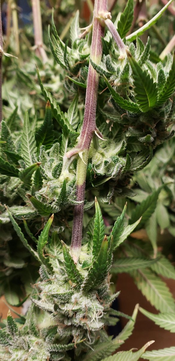 Sttledlimbs's tweet photo. This is cool the red and green patched stems. Anocyathins i think could be totally wrong. 
#growyourown
#redstems https://t.co/eeS0ZF9UeM