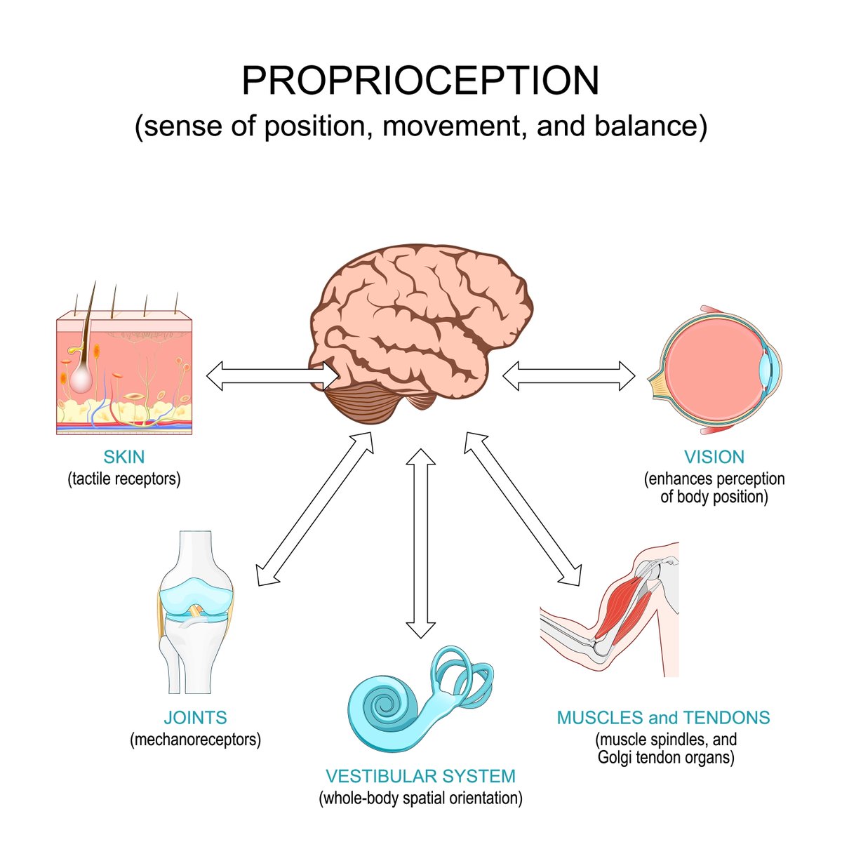 Proprioceptive Plyometrics

Some of the great information from the 1990s was gold for rehab and injury prevention (Gambetta, Lundin), as it was not just jacking up power or force.

When designing jump training (plyos), focus on how you connect the nervous system to the loading.