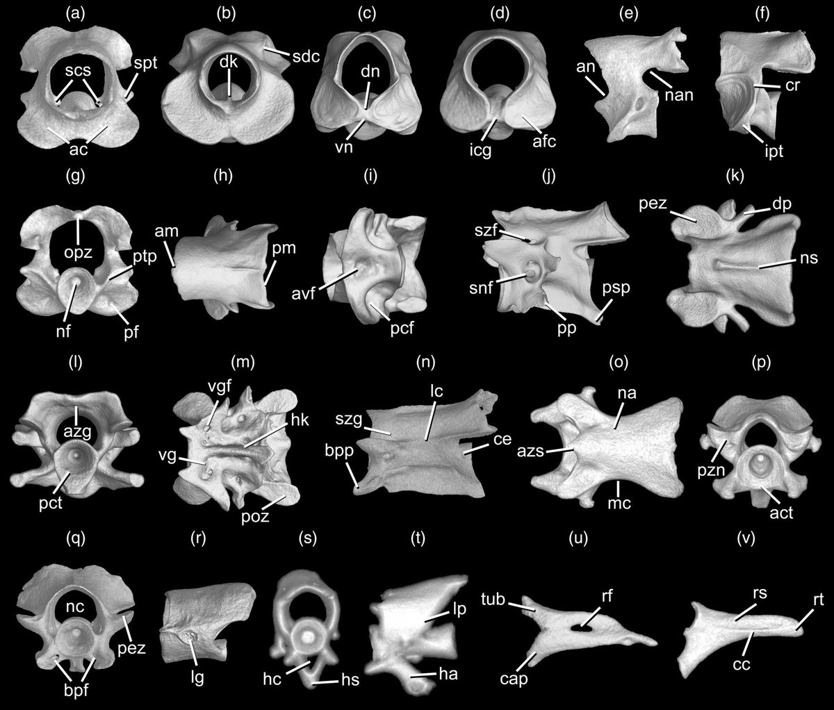AnatRecord's tweet image. Caecilians are a little-known group of ~220 limbless, mostly tropical amphibians. Despite unique vertebrae and skull morphology, their postcranial anatomy remains poorly studied. Santos et al. offer detailed overview and propose unified terminology: anatomypubs.onlinelibrary.wiley.com/doi/10.1002/ar…