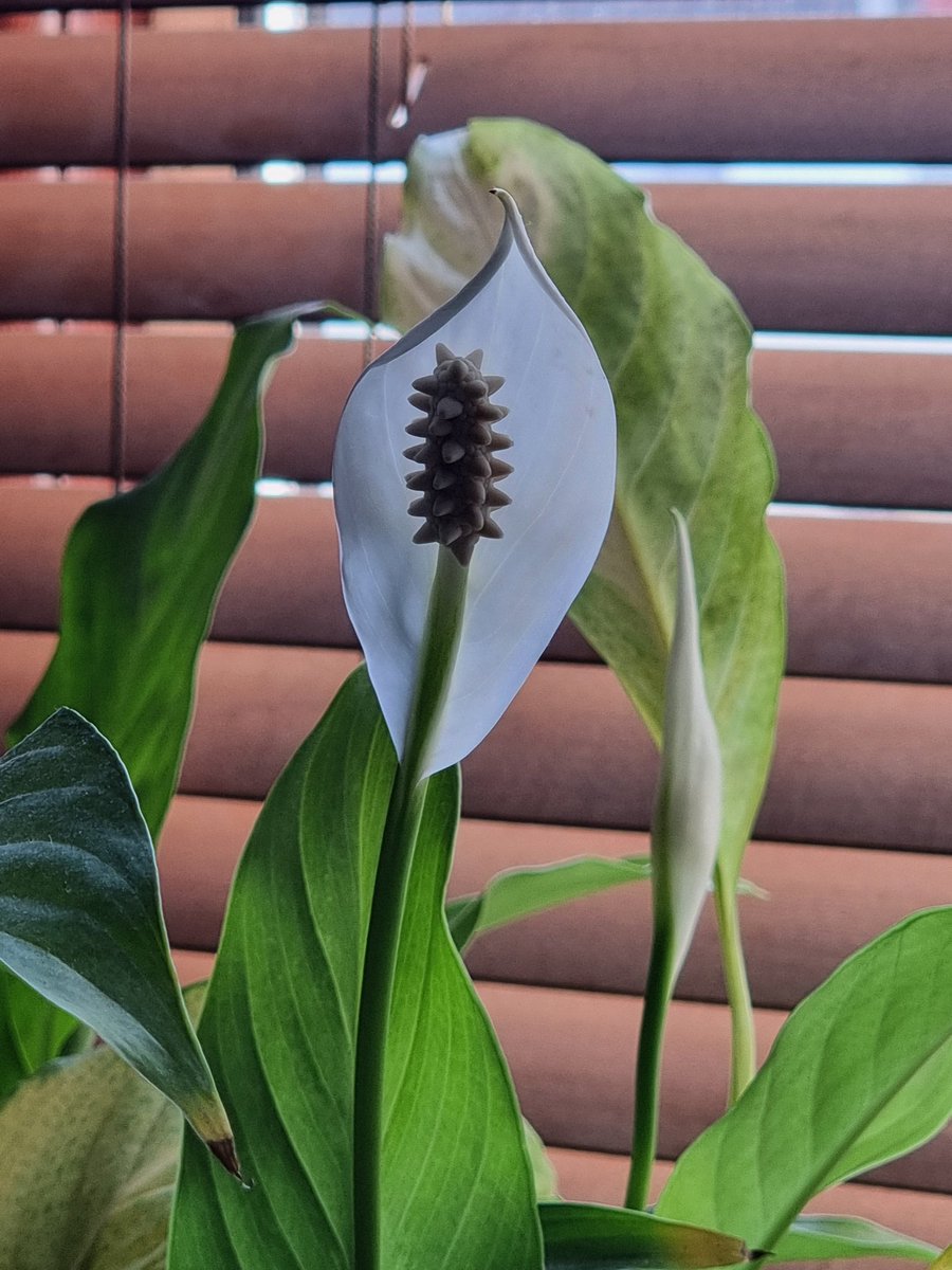 TheSilver123's tweet image. My peace lily bloomed. Maybe he loves me after all. #ILOVEMYPEACELILY #HEISBEAUTIFUL #plantdad