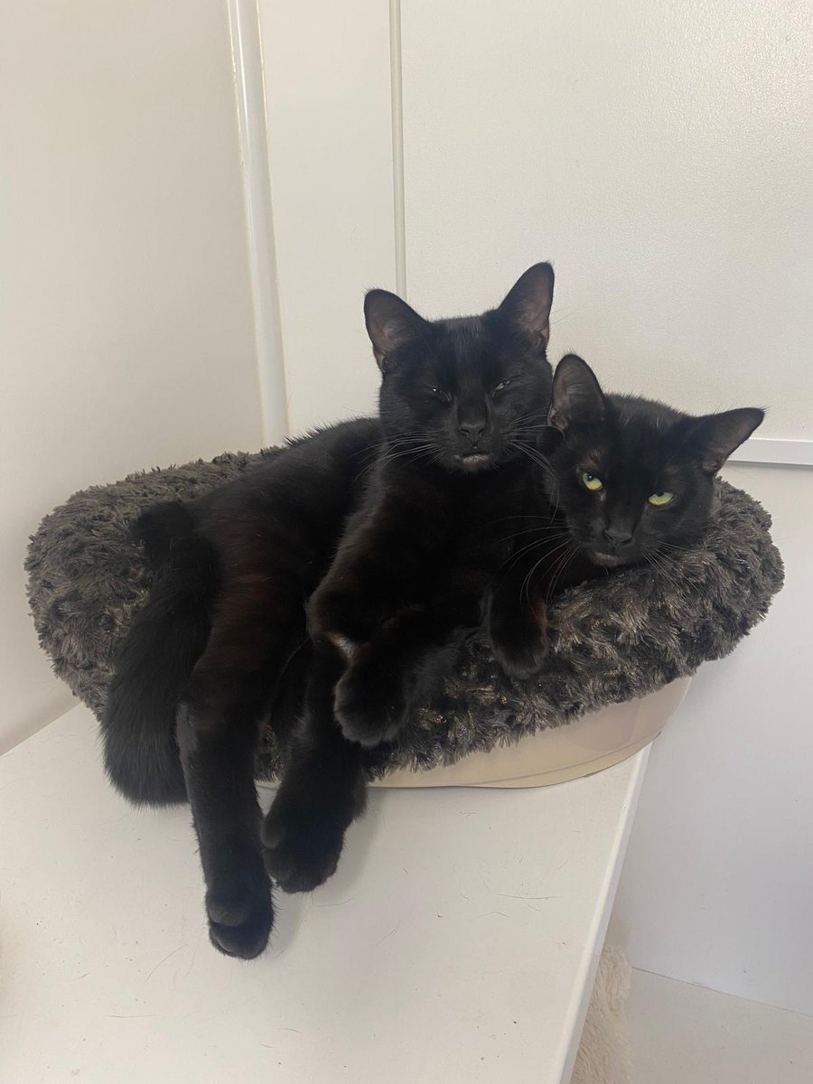Meet Peter and Tinkerbelle, an adorable bonded pair of 9-month-old kittens with gentle hearts and playful spirits. These two are the best of friends, often found curled up together 😻

More and enquire: cats.org.uk/cherwell#adopt…

#AdoptDontShop #KittensOfX #KittensOfTwitter