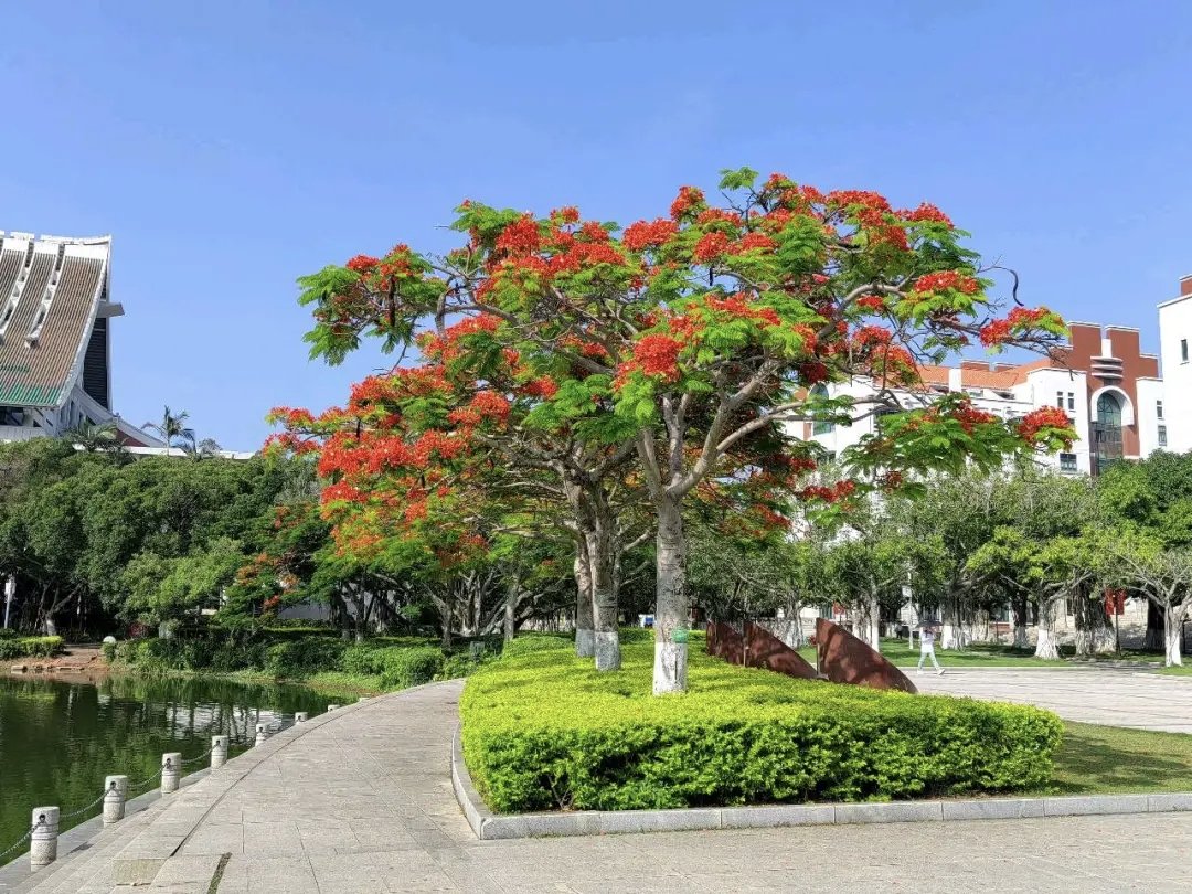 sunsong0909's tweet photo. When the phoenix flowers bloom again, the memories are touching and full of youthful memories. When I think of an old friend I haven't seen for a long time, the memories gradually become vivid with my feelings.#Phoenixtree https://t.co/iSjO7xNk86