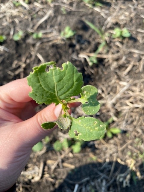 Early scouting sets the stage for a healthy canola crop. Join #MBAg Thursday, June 19, for a hands-on early scouting workshop in the field. Learn how to spot early issues and protect your crop.
For more information, visit bit.ly/4jKKqEg.