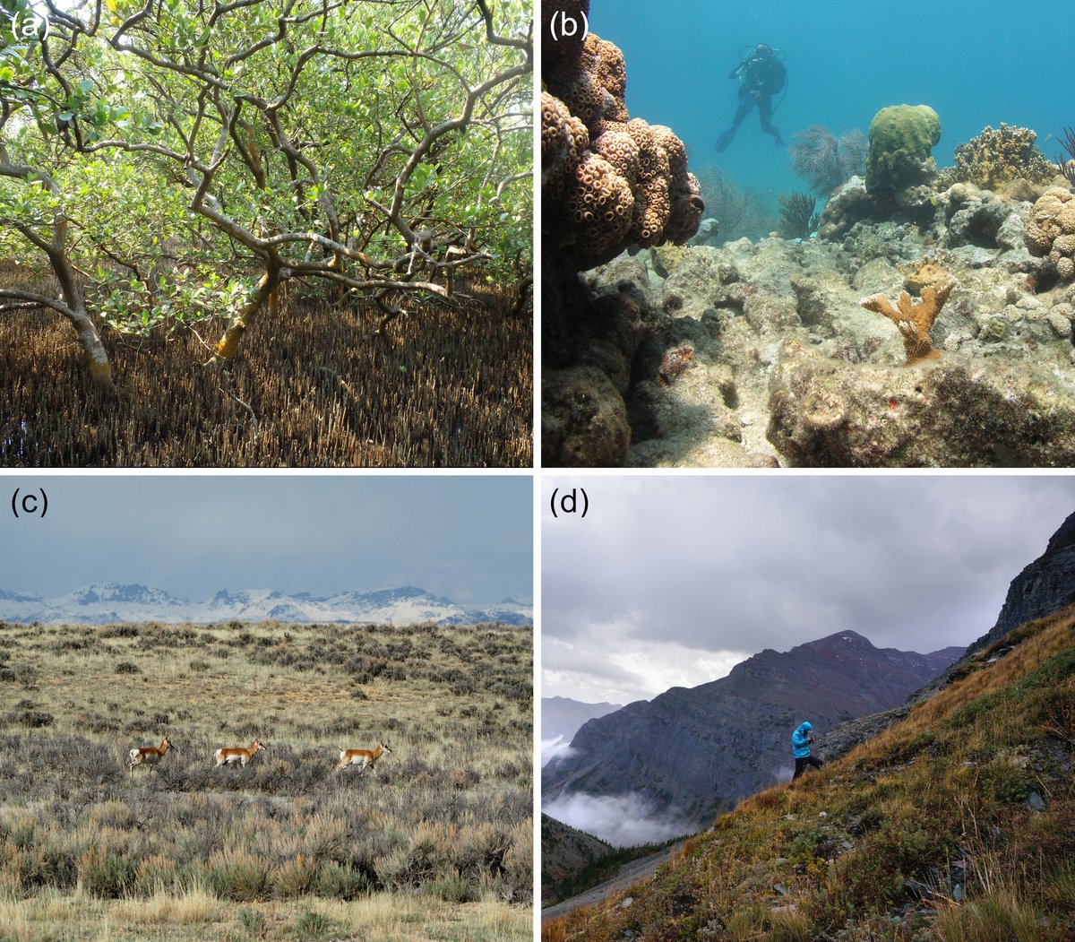 As #climatechange accelerates, the risk of sudden, large-scale shifts in #ecosystems is growing. A new <a href="/USGS/">USGS</a> study examines the mechanisms behind these abrupt ecological transformations and offers a roadmap for predicting where and when they might occur: ow.ly/20H050WaR1u
