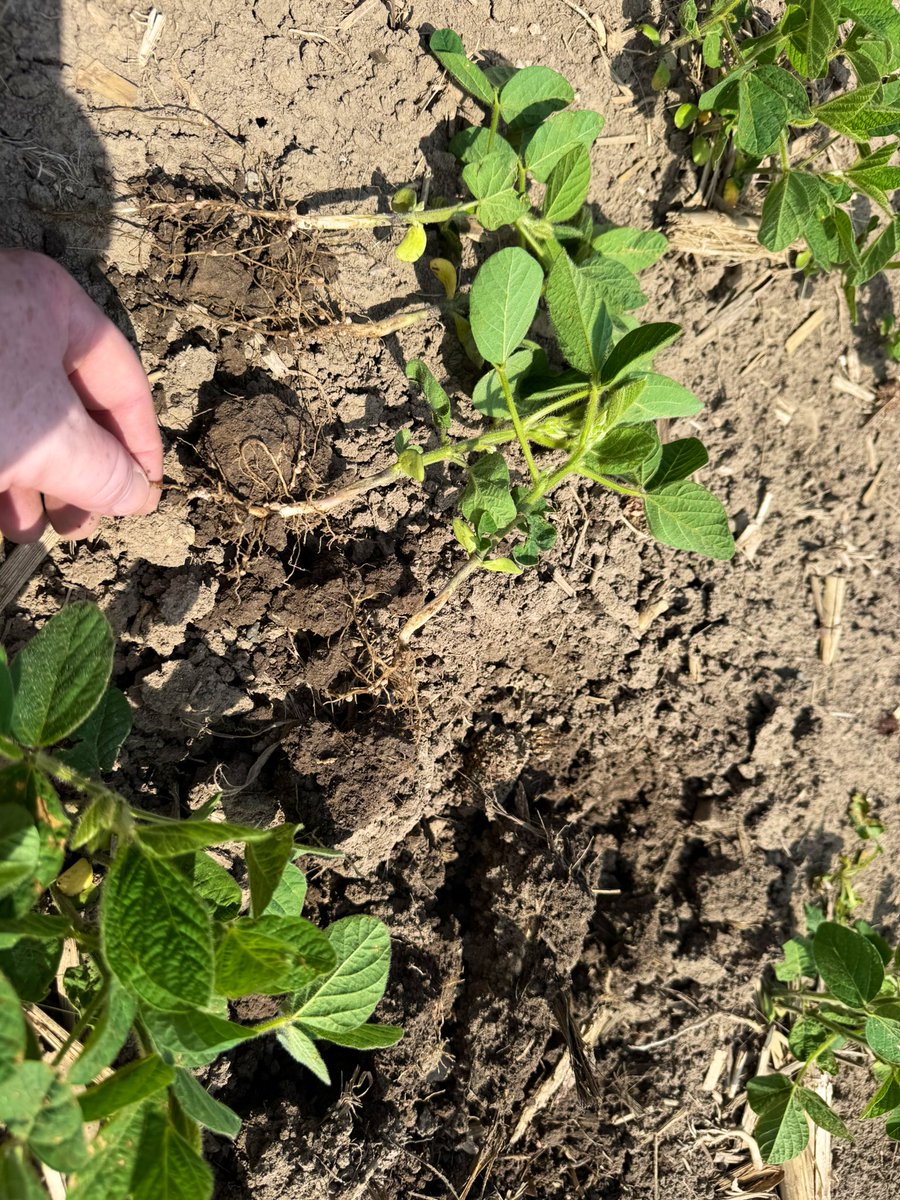 April 28th beans now that’s a winner so far! 1.1 maturity… spilled 175,000 and they are all here… 😬.. Nodulating.. sprayed with Rup, Enlist, Select 1, StrikeLock on Friday… Some Speckling..  No pre.. 2nd pic can see in-furrow fertilizer still..