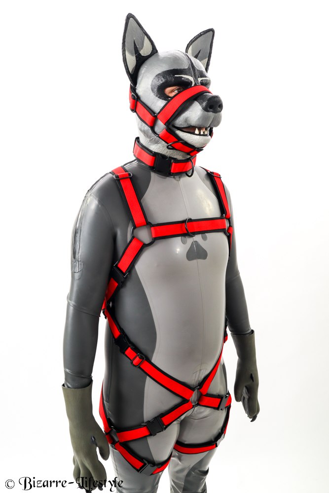 The new harness from <a href="/RubberDogBronco/">🐾Rubber Dog Bronco 🐾 🔜 Folsom, EF</a> Woof woof ^_^