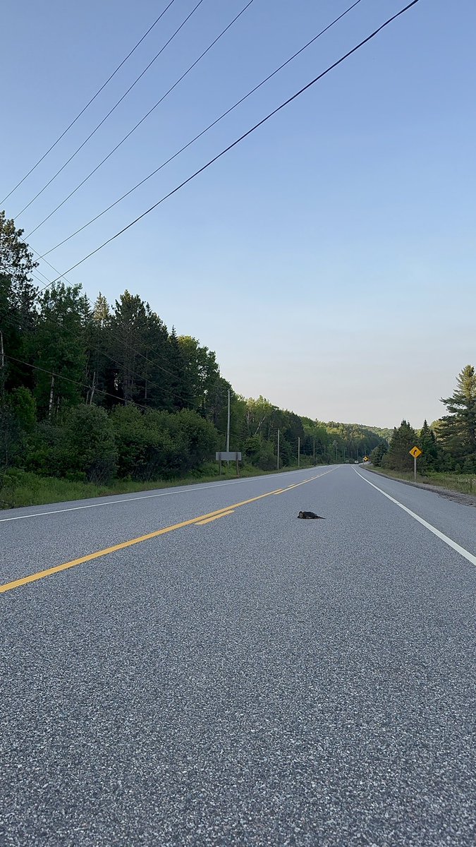 tofu_radio's tweet photo. Algonquin Park June 16-17
#camping #moose #snappingturtles #canada #vegecamp https://t.co/PUCnkrKt21