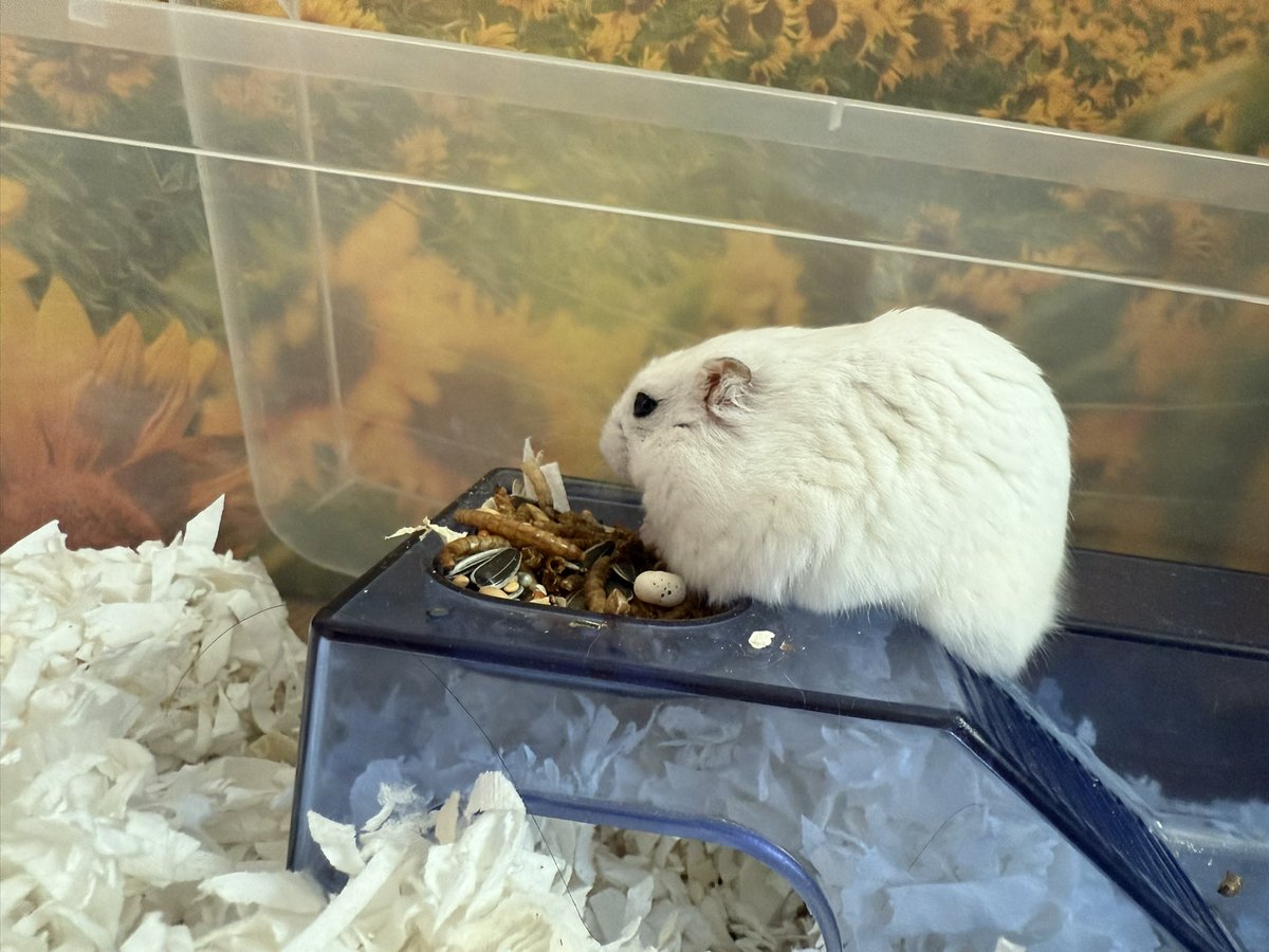 니 등이 굽으면 내 인생도 굽어
오래 살아라 제발 요거트 큐브 줄게 ㅠㅠ