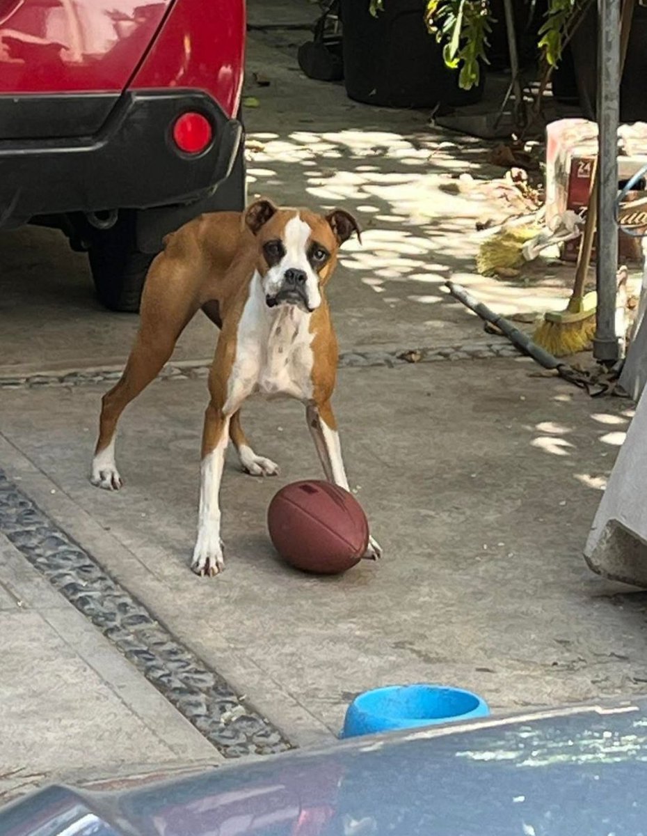 Abogado Animalista tweet media