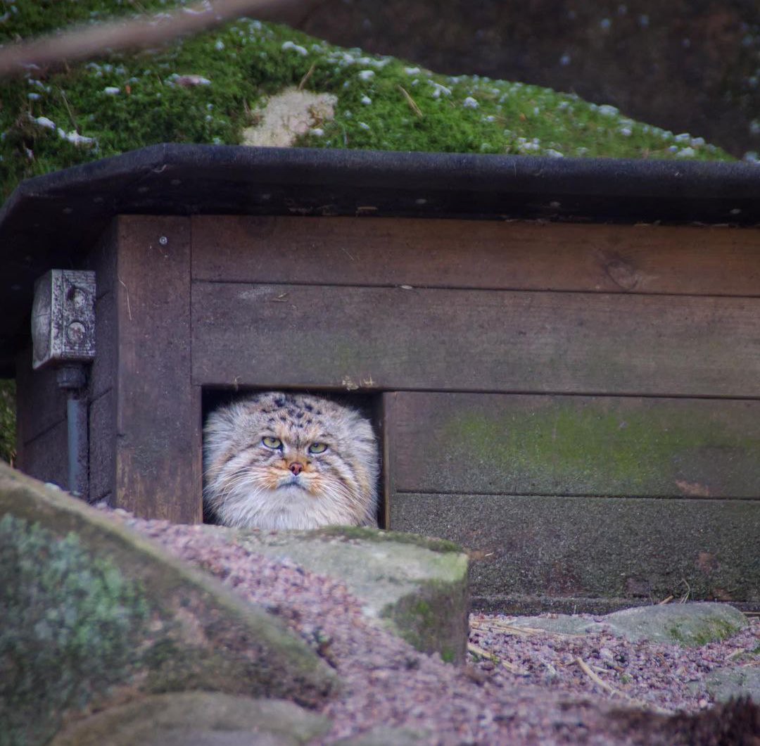 thefatcat1991's tweet photo. Manul Tuesday https://t.co/84VWsZ3y30
