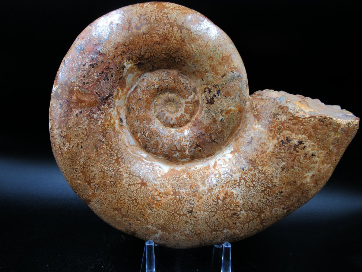 This is an extinct genus of ammonite cephalopod.
To learn more information, go to
prehistoricfossils.com/.../lytoceras-…
#Madagascar #fossils #ammonitefossil #ammonites #extinct #fossilhunting #fossildiscovery #FossilFinds #fossilcollector #fypageシ #PrehistoricFossils #branson #indiana9fossils