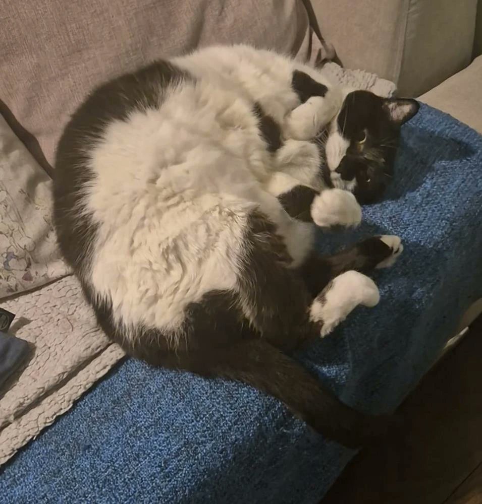 Buttons is a beautiful 12 year old girl. She is certainly a lap cat, and adores company and a good fuss 😻

A very sociable cat, she likes to sit in her cardboard box, and soak up the sun on the windowsill.

More and enquire: cats.org.uk/cherwell#adopt…

#AdoptDontShop #CatsOfX