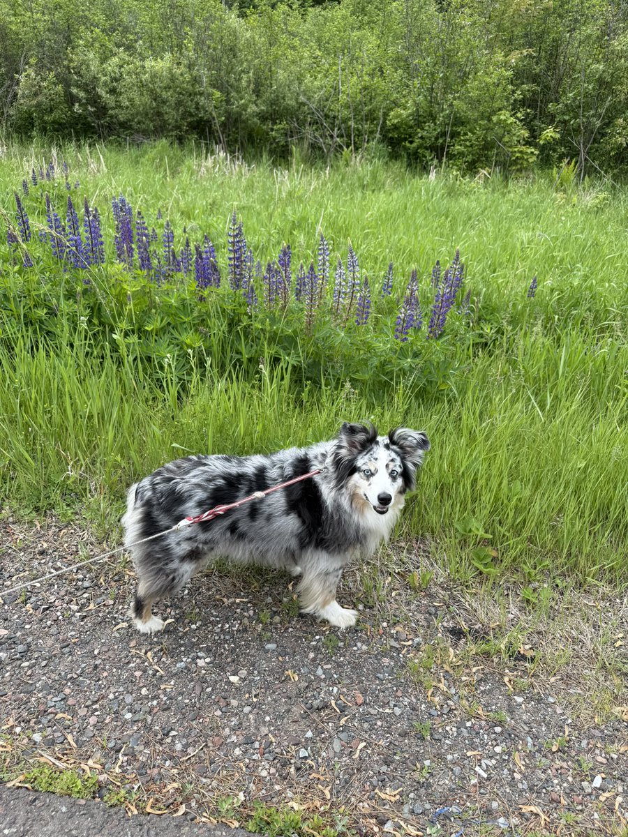 Dan Wolfe (@danwolfekbjr) on Twitter photo Your 2025 edition of Louie and the lupines. Your 2025 edition of Louie and the lupines.