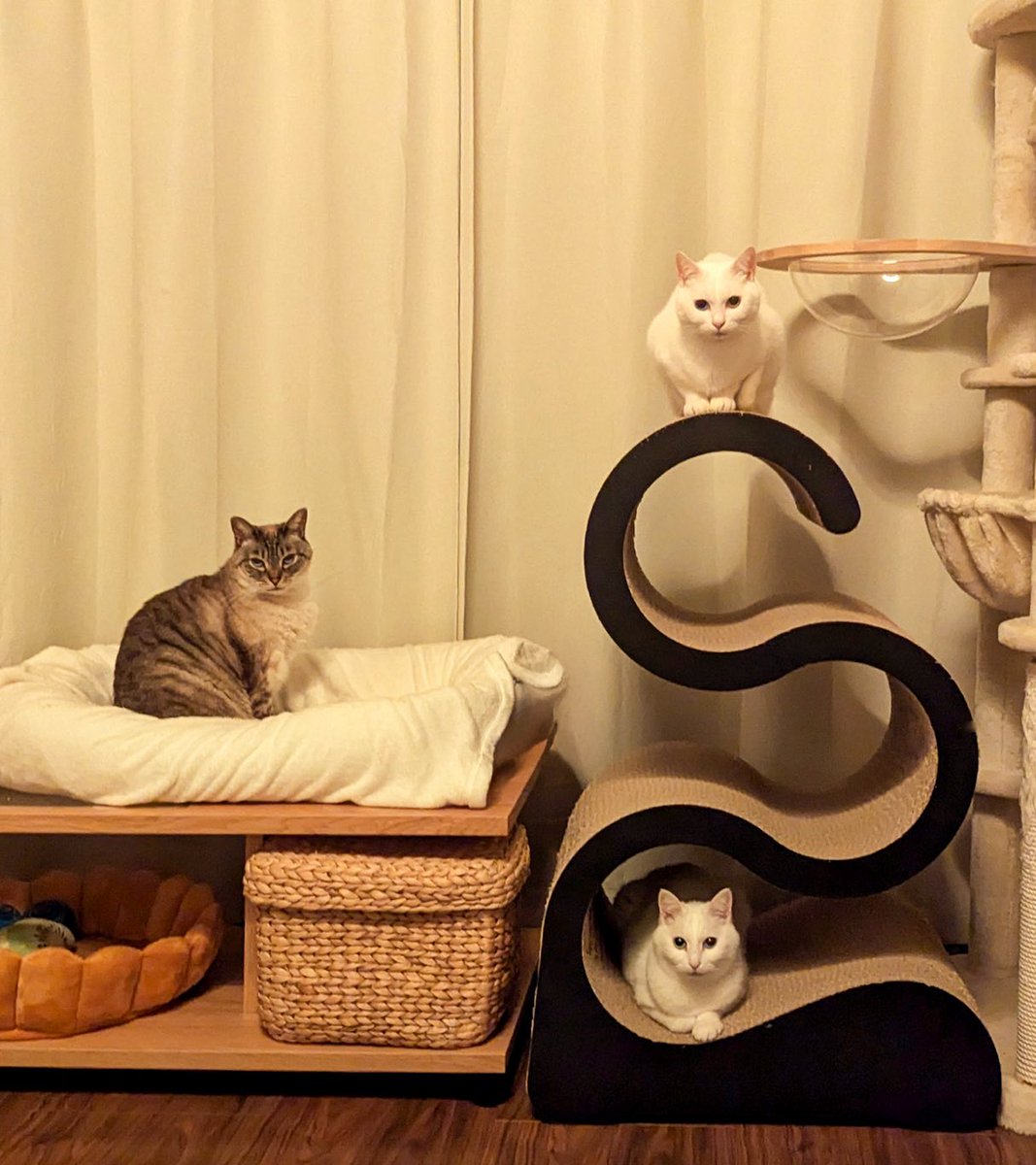 深夜0時過ぎ
「夜はこれから」みたいな顔やめてもらっていいかな…