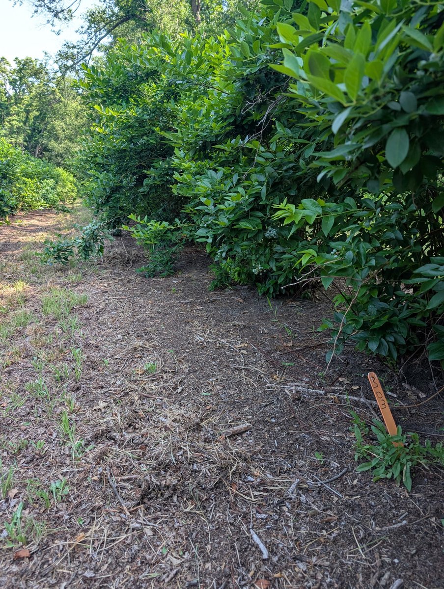 North Central Weed Science Society tweet media