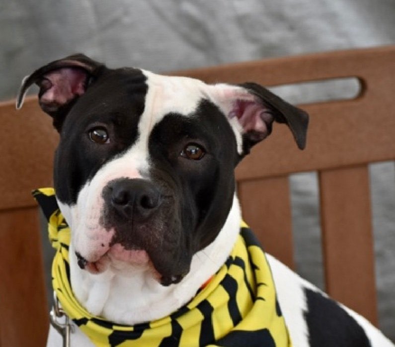 Roxy has lost her Reserve ☹️ She’s in grave danger ⚠️• Re-listed  

TBK 💉June1️⃣9️⃣ NYCACC • Continue to Share &amp; Pledge for Roxy 🤞🏻♥️🙏🏻