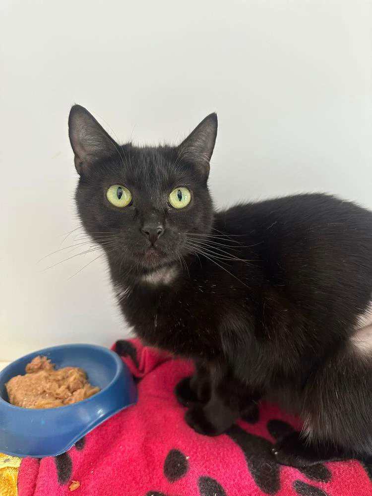 Gorgeous, gentle and loving Pepper is an 18-month-old sweetheart who was found as a stray doing her best to care for her kittens. Now she’s ready for a fresh start - and a life filled with affection.

More and enquire: cats.org.uk/cherwell#adopt…

#CatsOfX #AdoptDontShop