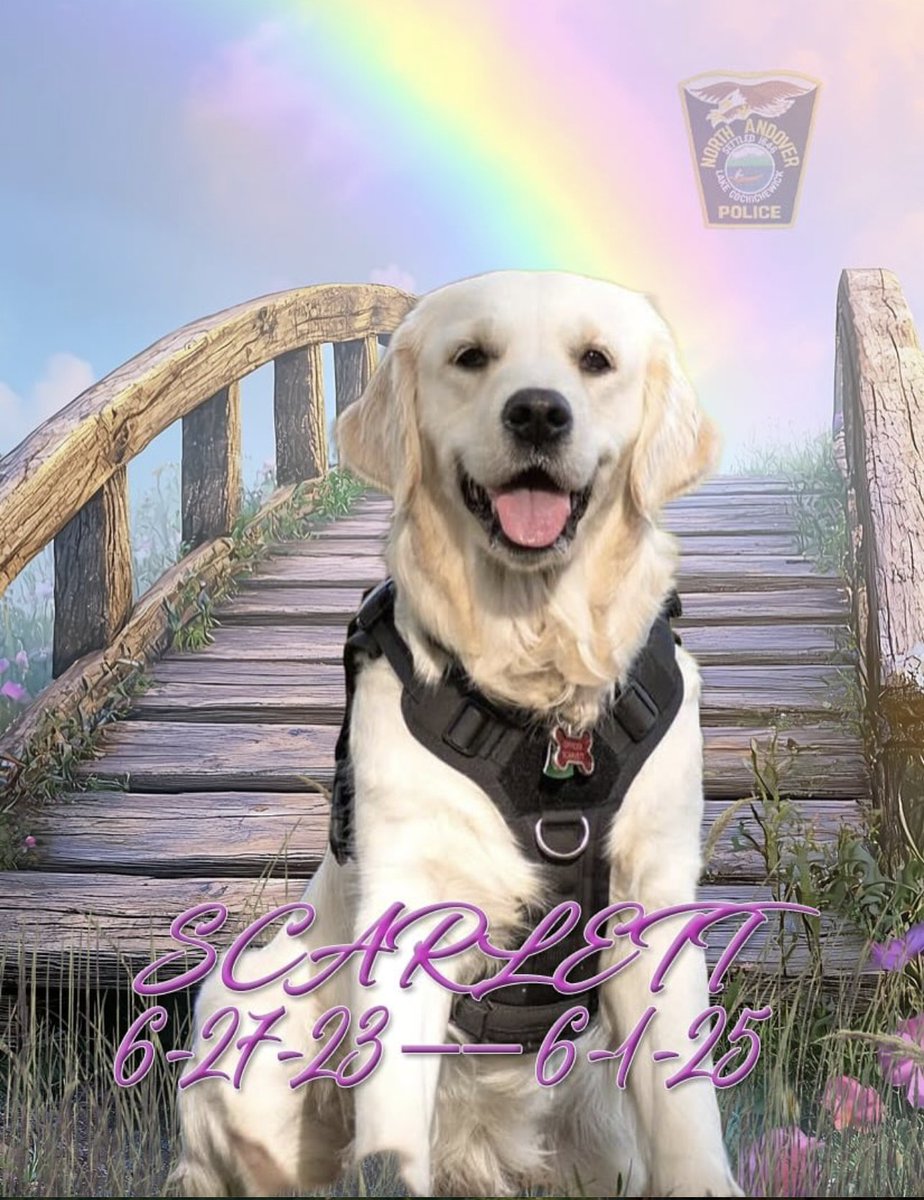 Pam_LathropNA's tweet image. MEMORIAL ON THE COMMON   
Saturday 6/21/25
 10-11
In her time with us, Scarlett brought joy, comfort, and smiles to students, families, patients, and residents across North Andover and beyond. 
Please join us as we remember and celebrate the light she brought to our community.