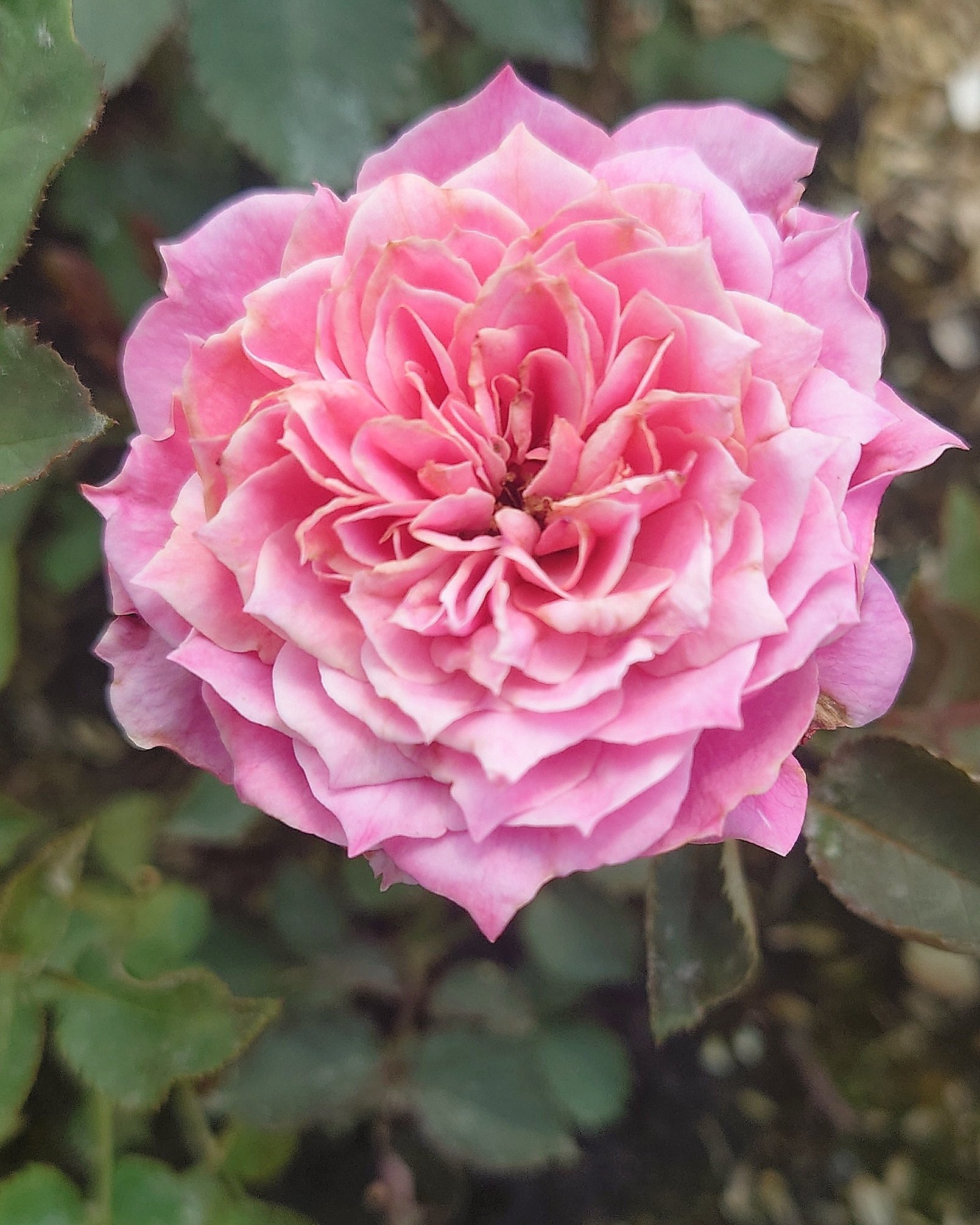 Apple - のばら。 バラ苗 新苗育成苗 18cmポット ラフ メイカー : Apple Roses