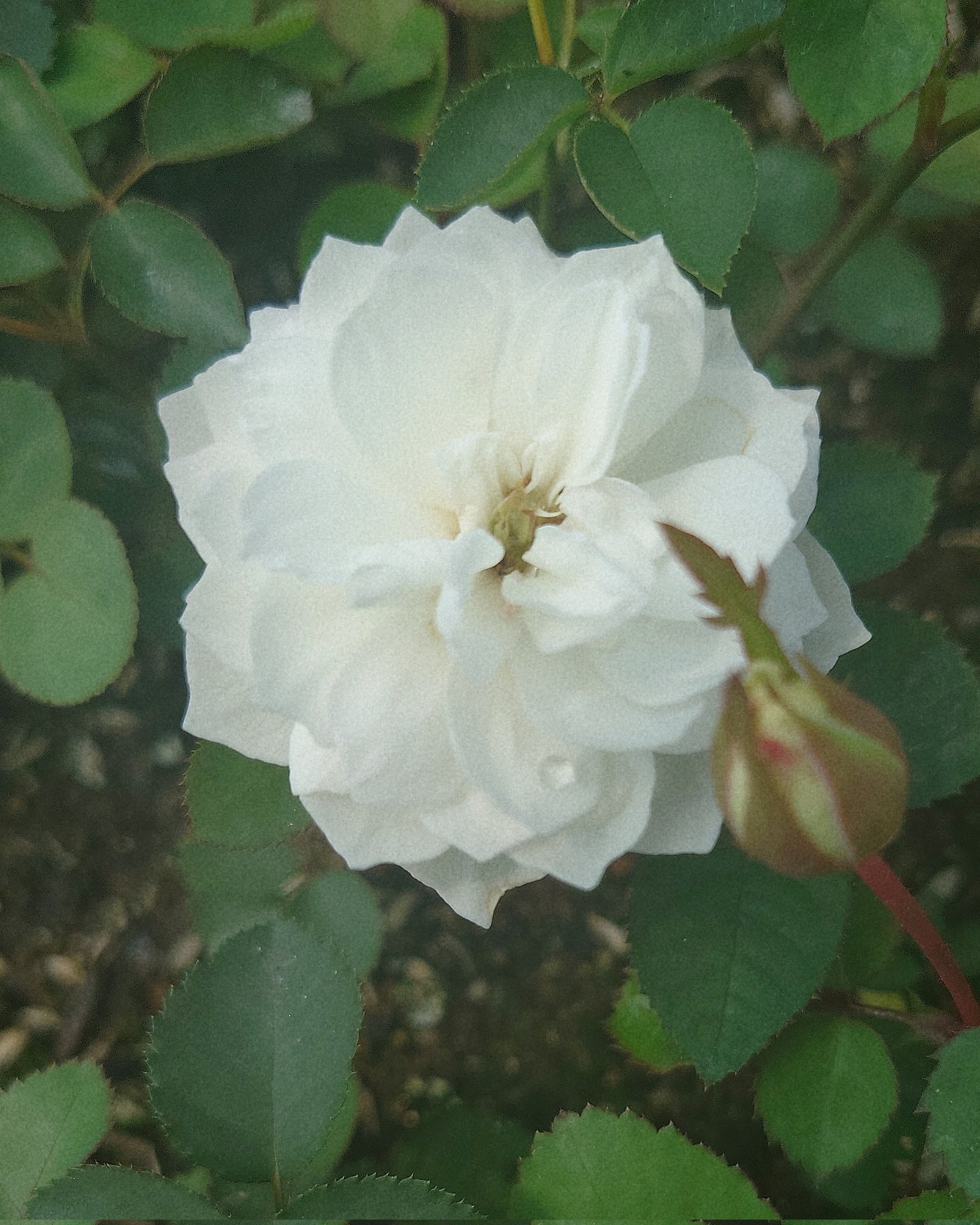 薔薇ママ Amorosa mamma - ギフトセット – My little tailor - Amorosa