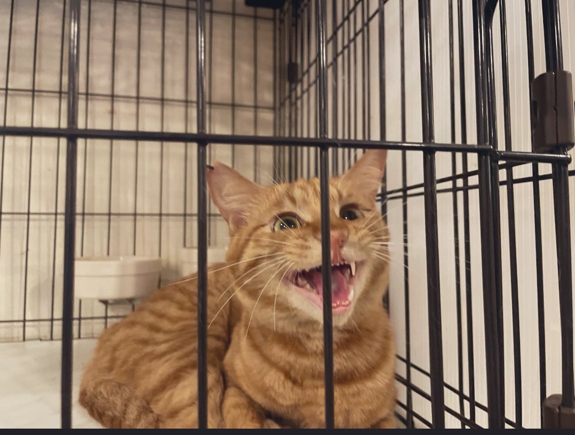 来た時のてんちゃんを発掘⛏
#ミーシス