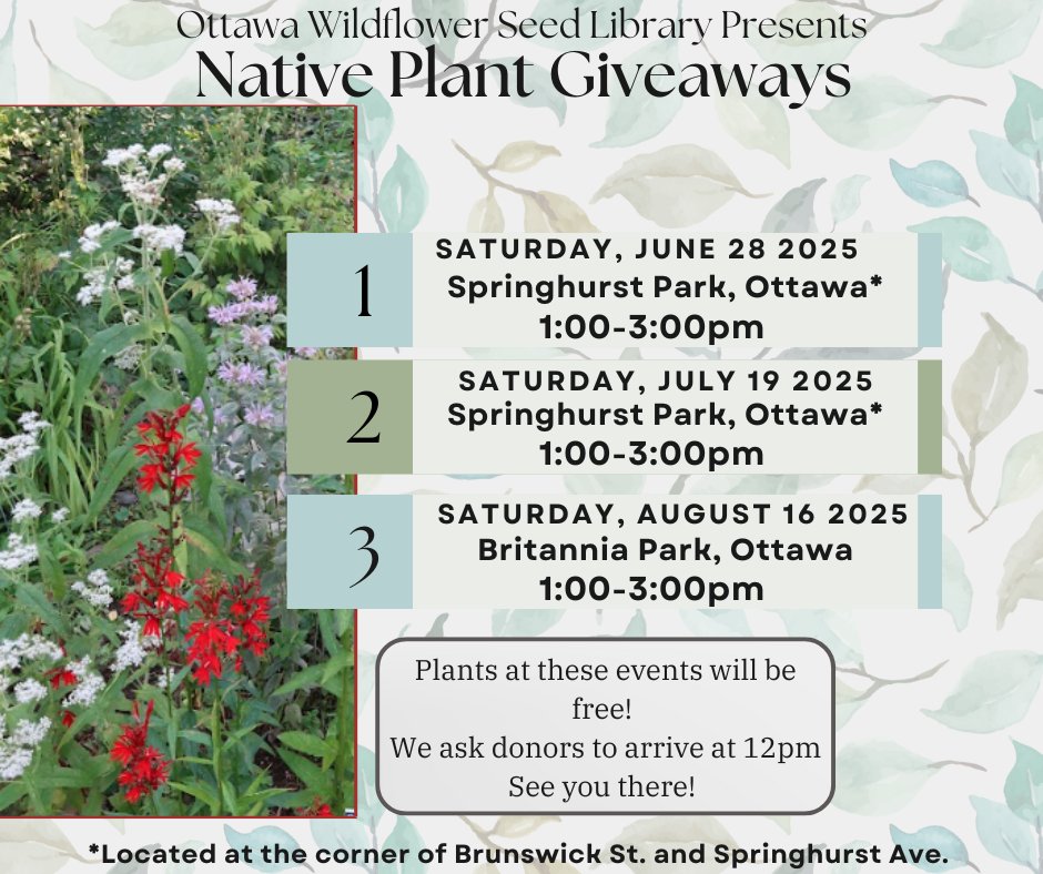 Each summer, the Ottawa Wildflower Seed Library hosts a series of native plant exchanges and giveaways at locations across Ottawa. No donation required to get FREE plants! Visit wildflowerseedlibrary.ca for more information.