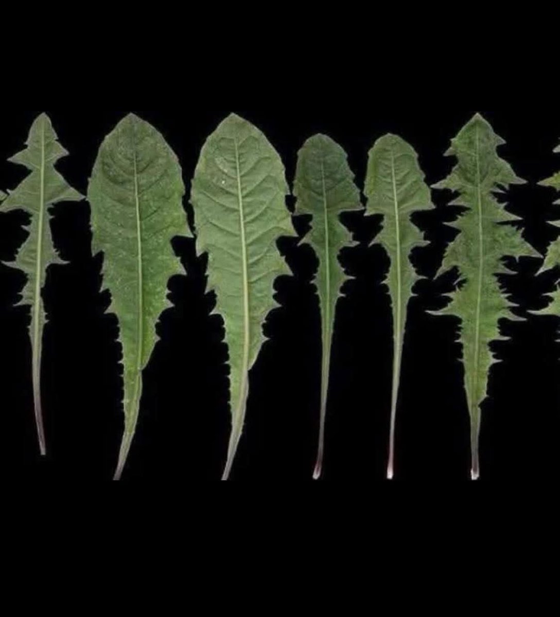 Amazing. Now we know why monsanto went after the dandelions:

"Just one leaf of this herb, found in every garden, can save your life in a minute, but only some people know how to use it!

It kills up to 96% of leukemia cells in just 48 hours!

Nature itself has many effective