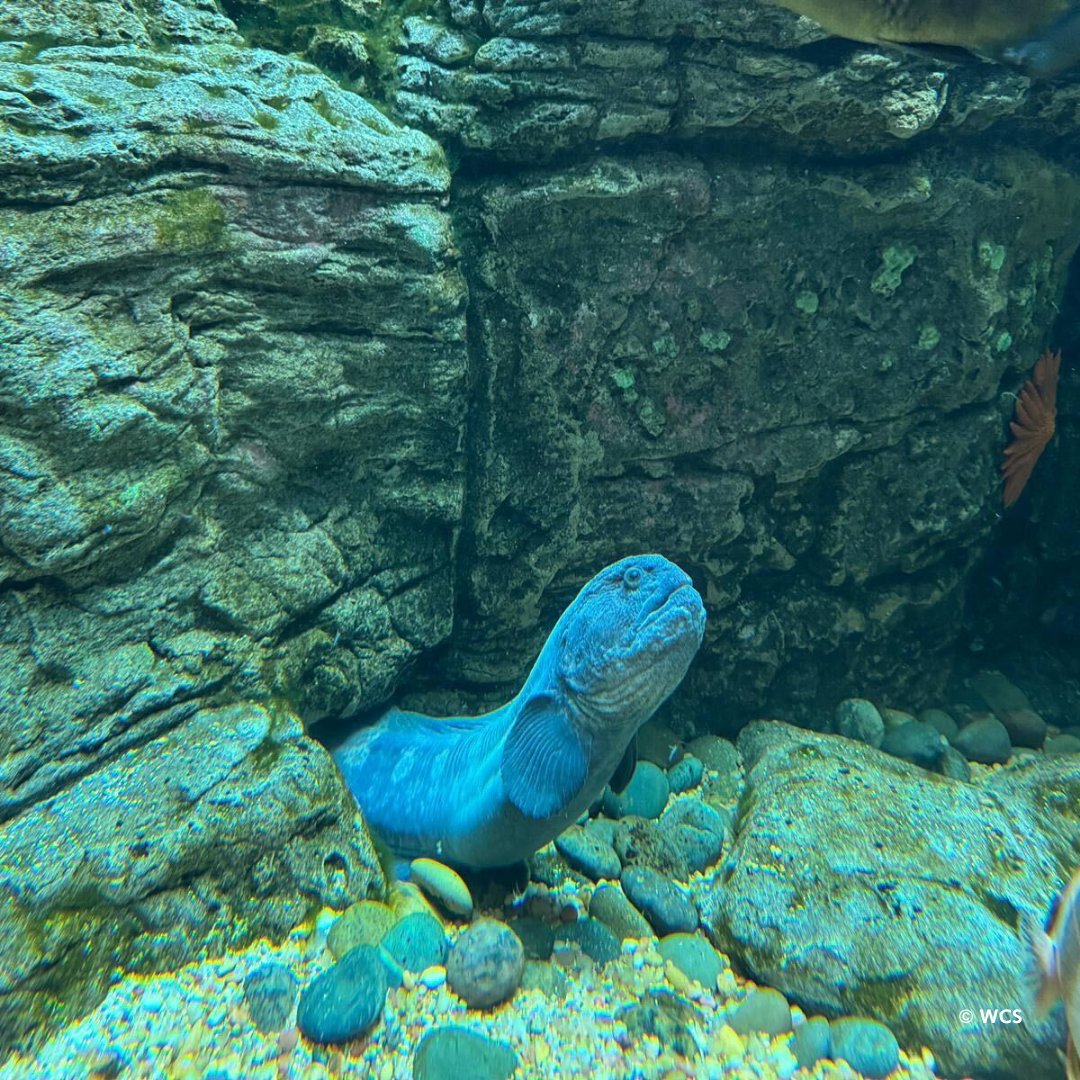 New York Aquarium tweet media