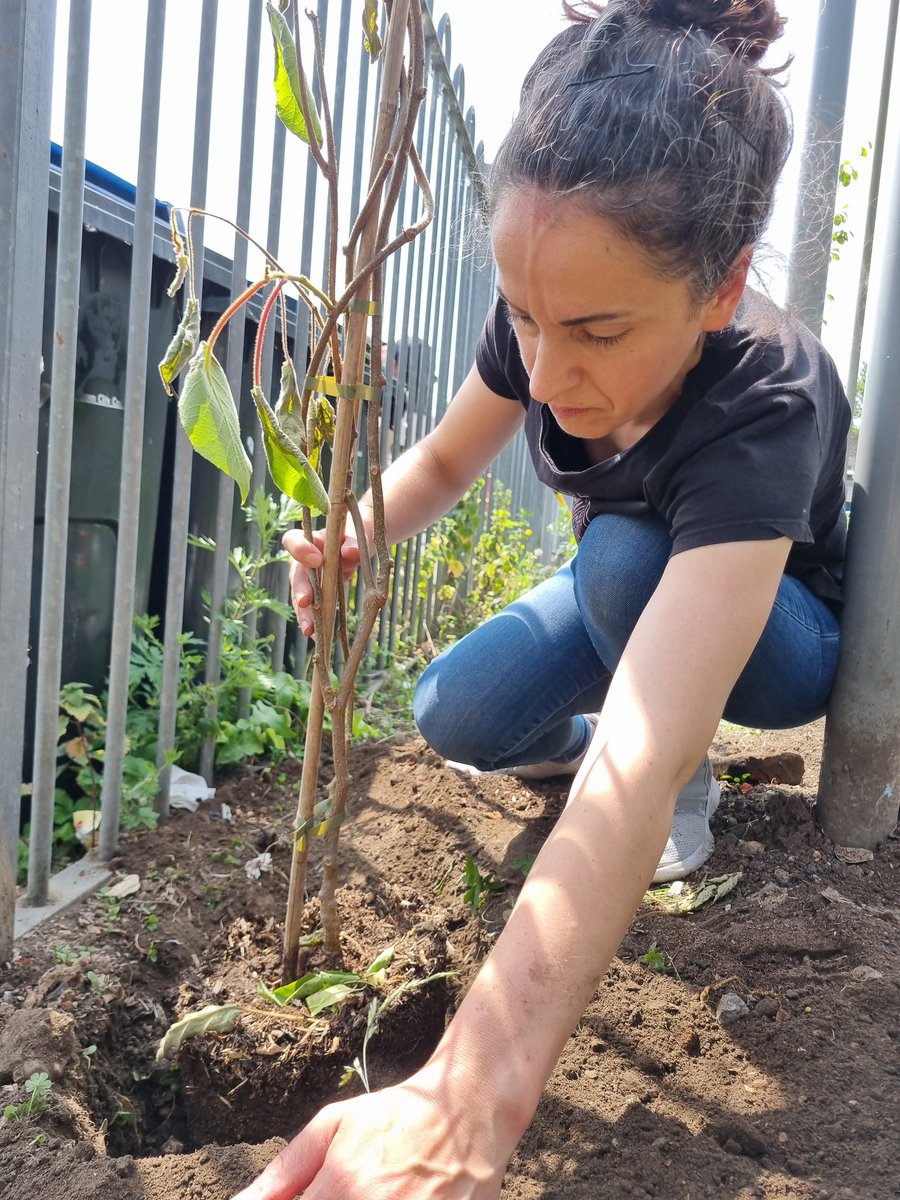 fruitnutvillage's tweet photo. We planted two kiwis today... the fruits not the birds... @BalsallHeathCF #Solissimo #KiwiJenny #BalsallHeath #ForestGarden #GrowTheVillage https://t.co/0QVWKNTNRQ