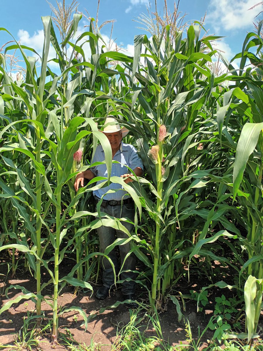 MAMartinezT's tweet photo. Bioinsumus comunitarios: Una herramienta clave para la transición agroecológica, para enfrentar los desafíos ambientales, económicos y sociales derivados de la agricultura convencional.  https://t.co/OrV22KaEOM  @Secihti_Mx  Proyecto Faros Agroecológicos del @ciadmx https://t.co/qTCKXLmFVk