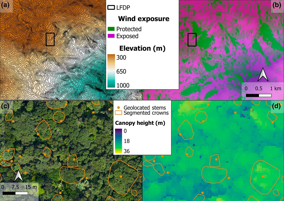 Wind acclimation in a subtropical forest: trees on wind-exposed slopes are shorter with smaller crowns

Ankori-Karlinsky et al.

📖 nph.onlinelibrary.wiley.com/share/5FPNNHRY…