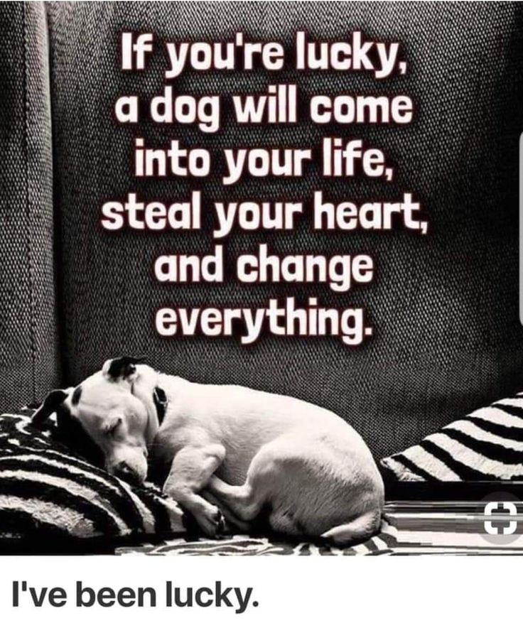 Pawzazzle (@pawzazzle) on Twitter photo 