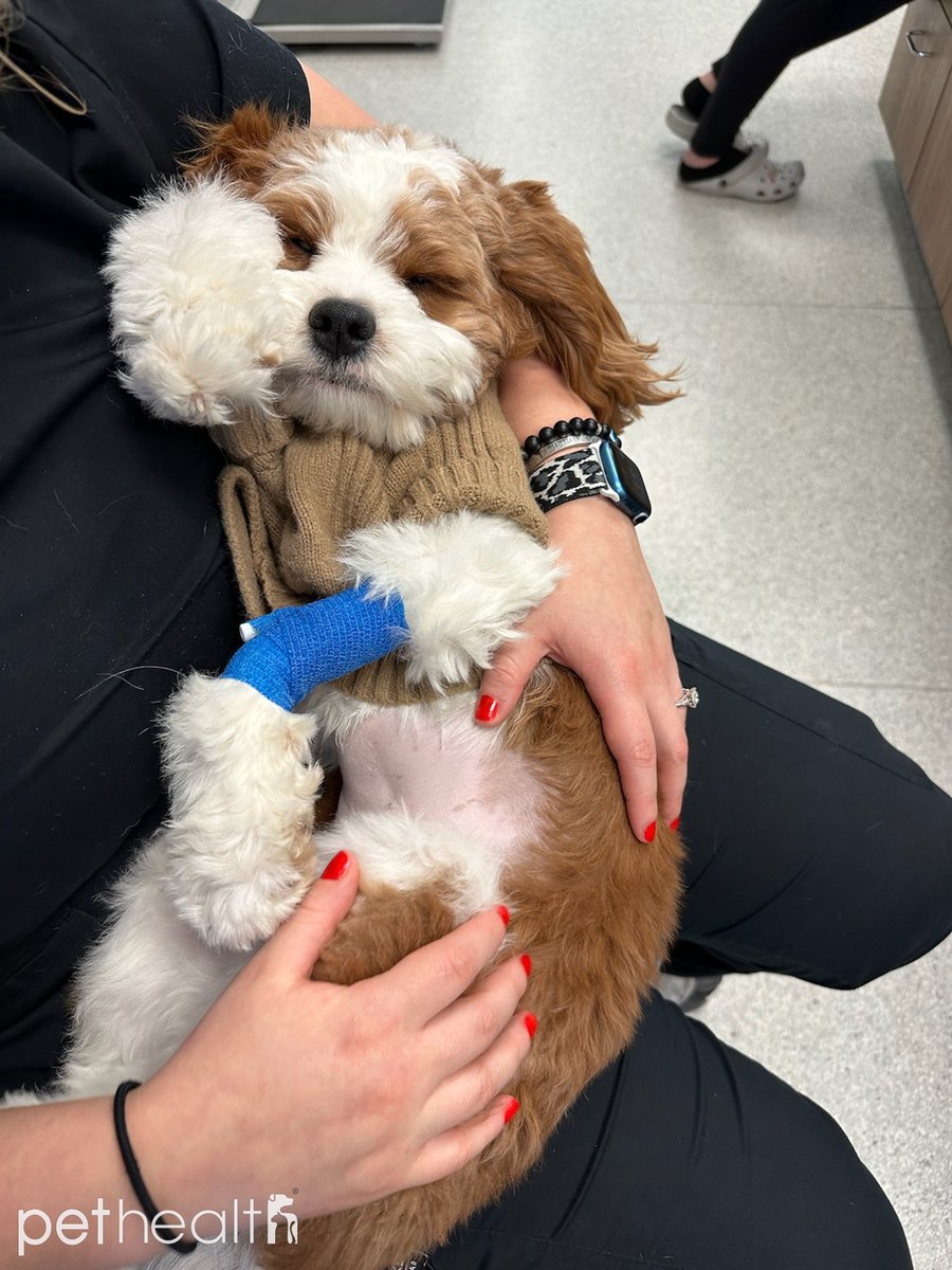 pethealthhosp's tweet image. Post-surgery snuggles never looked this precious. Mattie, who’s usually full of wiggles, melted into cuddles after his neuter with Dr. Clarke. Our team knows recovery should feel safe, warm, and full of love. 💙🐾 #FearFreeVet #SnuggleSession  #PetHealthExperience #FearFreePets