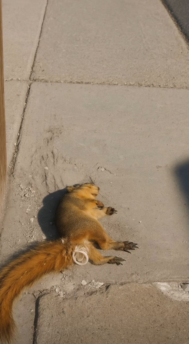 crackiehater tweet media