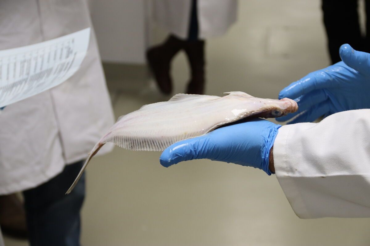 Want to learn more about fish quality assessment? Our next Principles of Fish Quality Assessment (raw) training course is being delivered on Wednesday 16 July from 9:30am to 1:30pm via Zoom. 

To find out more, go to our webpage: buff.ly/zrCBNWw