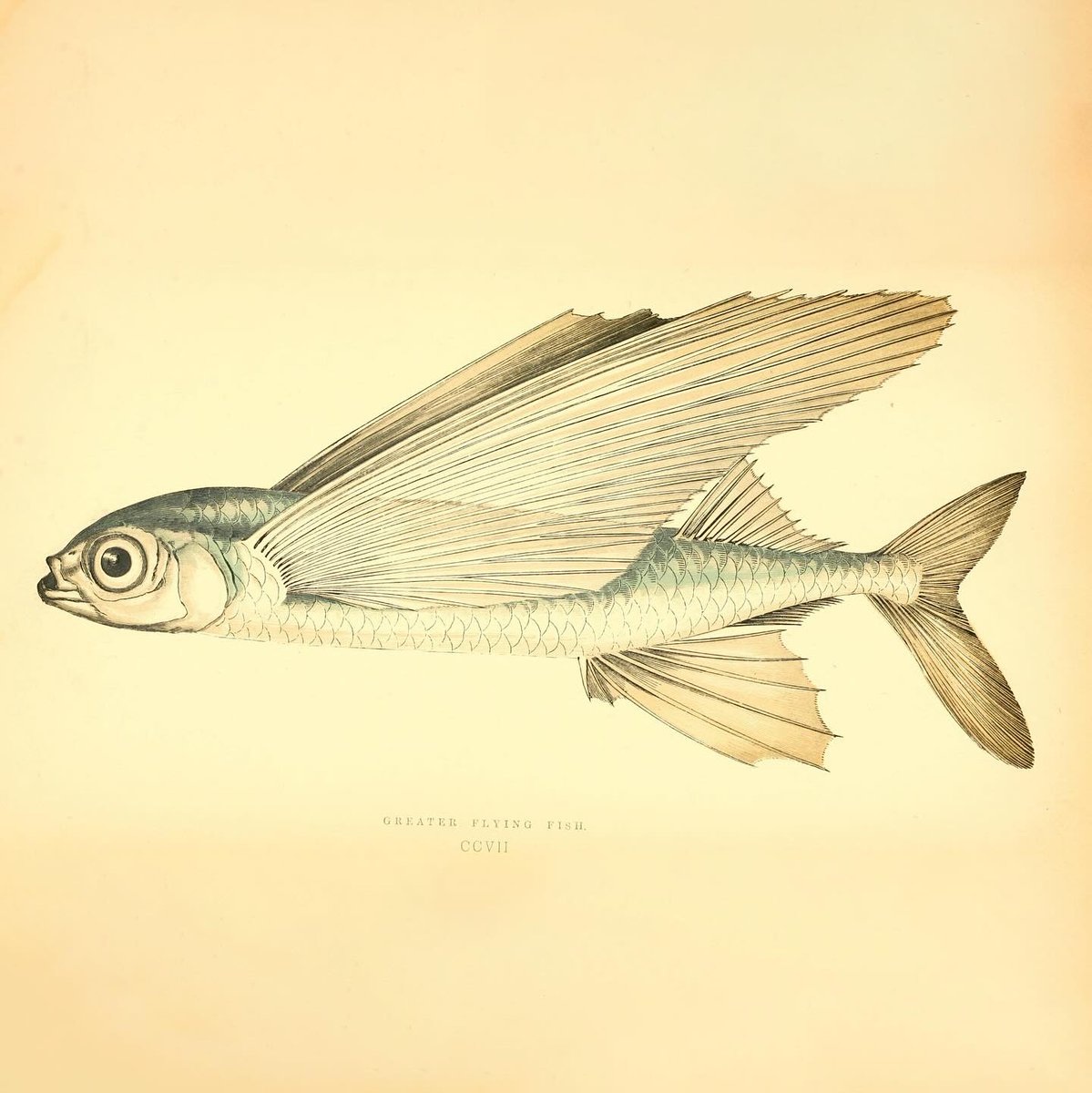 "I’ve learned over the years to free-fall into what’s happening... Things start to happen under your pencil that you don’t want to happen, or don’t understand. But that’s when the work starts to have a beating heart." ~ Andre Dubus III